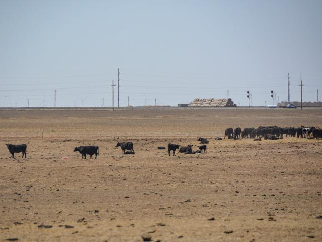 Cattle in a drought-stricken pasture in western Texas in 2022. Texas' Ag commissioner said the state needs to better prepare for natural disasters. The Trump administration is choosing to ignore climate risks by ending the EPA endangerment finding. (DTN file photo by Chris Clayton)