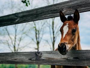 EHV-1 Outbreak 2025: What Horse Owners Need to Know and How to Protect Your Horse
