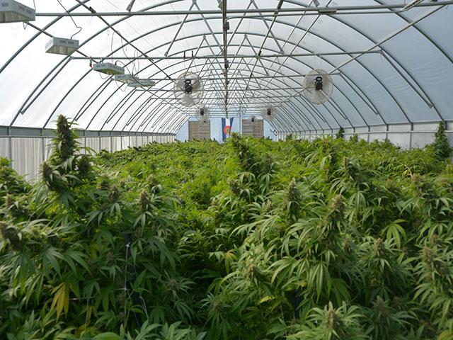 Hemp at a farm in eastern Colorado in 2021. The hemp industry grew out of a provision in the 2018 farm bill, but lawmakers and state attorneys general say the legislation created a loophole for intoxicating products that wasn't anticipated. Now they want to restrict those products. (DTN file photo by Chris Clayton)