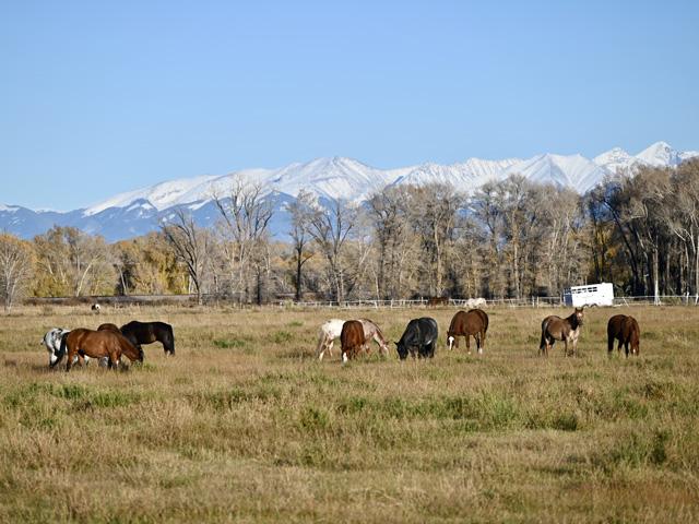 Horse owners are advised to monitor their horses for Equine Herpesvirus symptoms due to a recent outbreak following a Texas event. (DTN photo by Jennifer Carrico)