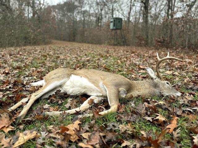 Once processed, this white-tailed buck should provide 55 to 70 pounds of lean, protein-rich venison that will be distributed to the hungry. (DTN photo by Jason Jenkins)