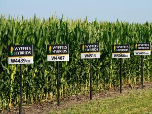 Seed Company’s Data Reveal Lower 2025 Yields in Major Corn States