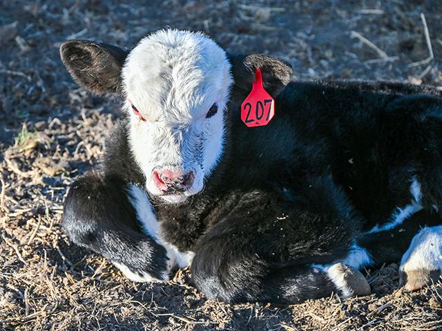 Traditionally, it has been recommended that heifers should be at least 60% to 65% of their mature weight at breeding and 85% to 90% at calving. However, some recent studies have shown that numbers as low as 50% can lead to acceptable performance as long as they are developed to reach their target weight at calving. (DTN/Progressive Farmer photo by Jennifer Carrico)