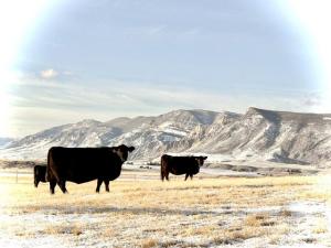 Words of Wisdom to Cattle Industry is Livestock Analyst’s Favorite Story of Year