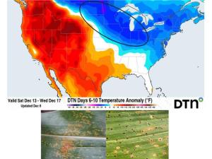 Forecast Cold Wave Has Variable Impact on Corn Diseases