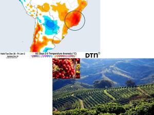 Erratic Weather Keeps Brazil Coffee Growers Cautious Ahead of 2026