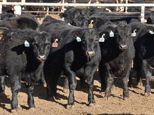 Cash Cattle Market Is Likely Done Rallying Until After the New Year