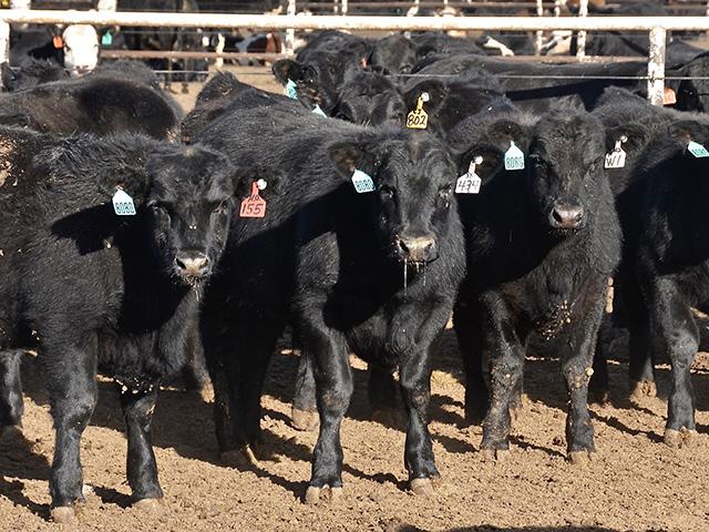 USDA released its Jan. 1 Cattle inventory report on Friday. (DTN/Progressive Farmer file photo by Jennifer Carrico)