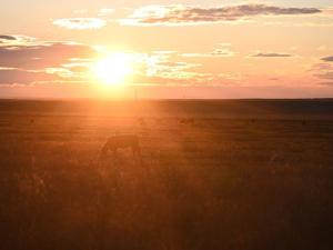 Ranchers Adjust Herds as Drought Stretches Into Another Year