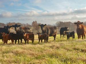 New World Screwworm Cases Detected Closer to Texas Border, Endangering Cattle Industry
