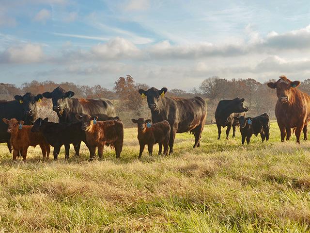Brahman cows graze on a pasture near Mercedes, Texas, about 11 miles from the Mexico border. (DTN/Progressive Farmer photo by Jennifer Carrico)