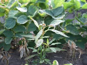 Glufosinate-Resistant Waterhemp Signals Concern for Chemical Weed Control