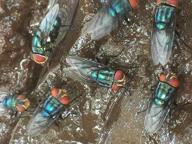 USDA is providing funds while seeking innovative projects to combat the spread of New World screwworm into the U.S. from Mexico. (Photo courtesy of APHIS)