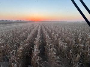 US Grains and BioProducts Council: US Corn Crop Shows High Grain Quality