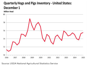 US Dec. 1 Hog Inventory Up 1% From Year Ago