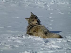 House Passes Bill to Remove Gray Wolves From Endangered Species Act