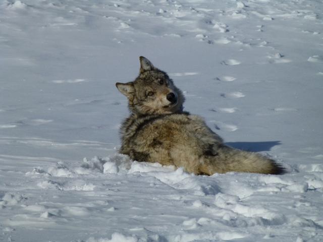 Gray wolves could lose their protections under the Endangered Species Act after the House passed a bill ordering the delisting of the wolf. (Photo by Eric Cole-USFWS; public domain)