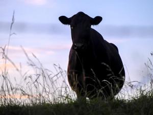 Methane Study Sparked Questions From Angus Breeders