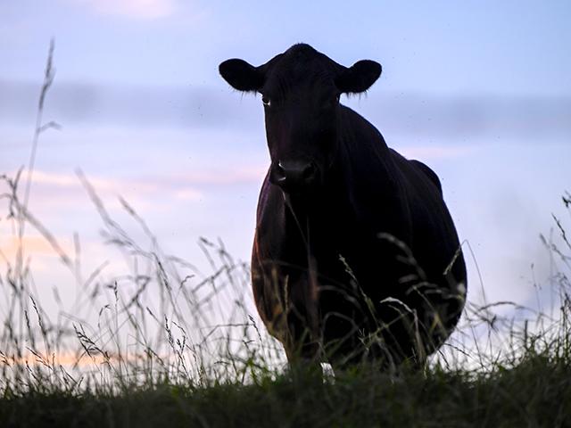 Angus Genetics Inc. received $4.85 million from the Bezos Earth Fund through the Global Methane Hub to finance research on methane emissions of the cow in hopes of finding out more about a cow's grazing efficiency. (DTN/Progressive Farmer file photo by Jennifer Carrico)