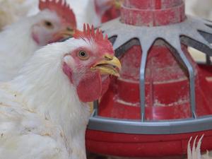 USDA Delays Poultry Tournament System Rule to End of 2027