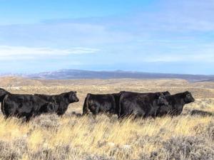 3 Factors for Cattlemen to Consider When Deciding Strategies for 2026