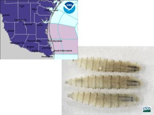 Winter Storm May Help Control New World Screwworm