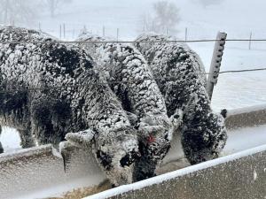 Cattle Industry Deals With Aftermath of Massive Winter Storm