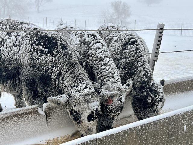 Cattle producers should prepare their herds for severe winter weather. (DTN/Progressive Farmer photo by Jennifer Carrico)