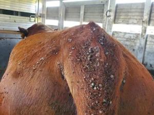 US Cattle Industry Threatened by Disease From Invasive Tick as Range Expands