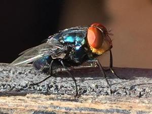 USDA Will Release Sterile Flies in Texas to Defend Against New World Screwworm