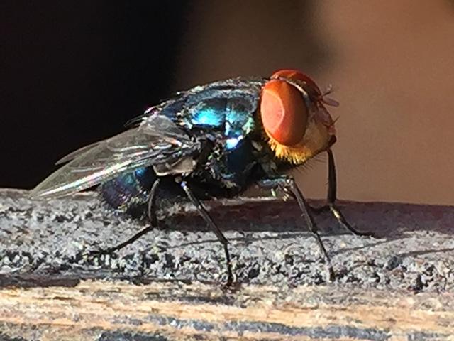 The New World screwworm fly is about the size of a housefly. USDA has announced it will release sterile NWS flies along the Mexico-Texas border and into Texas to prevent the northward movement of the pest. (Photo courtesy of USDA)