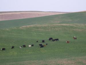 Missouri Beef Budgets Show Strong 2026 Outlook for Cow-Calf Producers