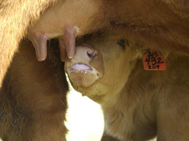 Udder and teat quality are two of the most important functional traits for beef cows. (DTN file photo)