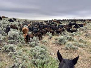 Expect a Bullish Outlook for 2026 Thanks to Friday’s Cattle Inventory Report