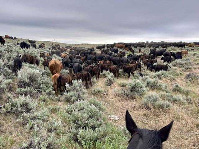 The USDA Cattle Inventory report was crystal clear. The U.S. beef cowherd contracted for the seventh consecutive year in a row and now sits at a mere 27.6 million head, the lowest inventory since 1951. (DTN photo by ShayLe Stewart)