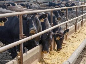 Will the Reduction in Throughput Hinder a Spring Rally in the Live Cattle Market?