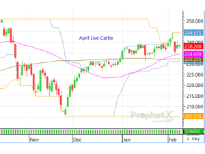 Cattle Complex Tiptoes Into New Week