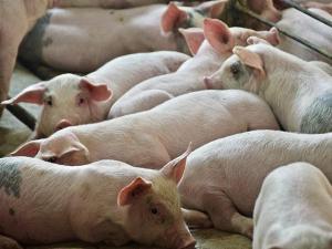 Smithfield Foods Announces $1.3 Billion South Dakota Pork Processing Plant Investment
