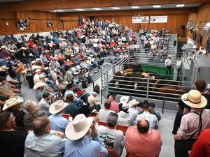 UNL Extension Report Details Livestock Sale Barns’ Positive Social Impacts