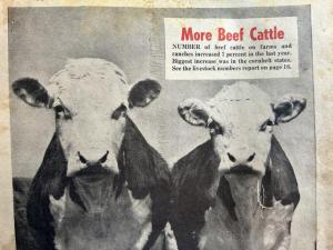 Vintage Publication Provides Look at Changes in Cattle Industry Through the Years