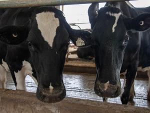 While Seeking Changes, Senators and Farm Groups Defend USMCA’s Benefits