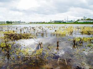 Tough Lessons for Cotton Growers