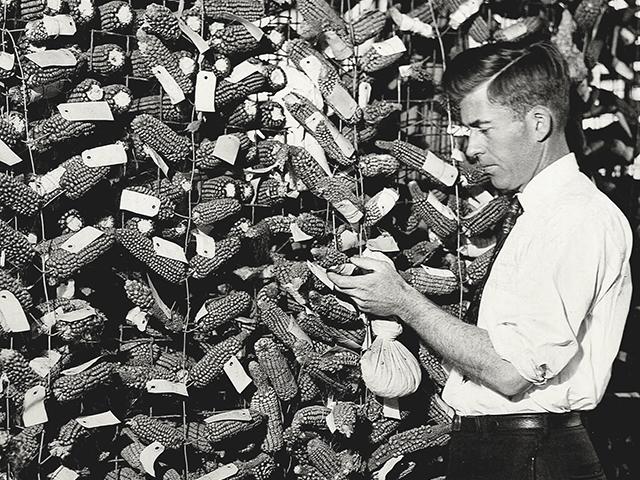 Henry A. Wallace inspects ears of corn for a breeding project in the 1920s. (University of Iowa Special Collections Department)