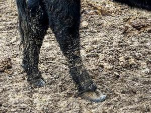 Cattle Hoof Problem Is Genetic