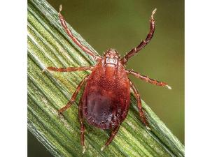 Theileria Spreads in the U.S.