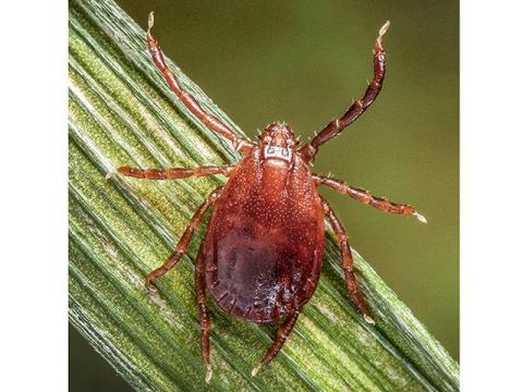 Theileria Spreads in the U.S.