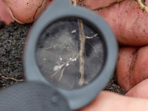 New Guide Helps Target Nematode Threats