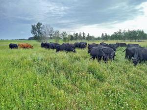 MU Extension: Grazing Too Soon Sets Pastures Up for Yearlong Failure