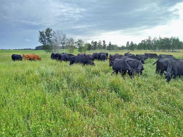 Cow-calf producers should be careful not to turn cows out on pastures too early in the spring as grazing growing grass too soon can set pastures up for forage losses. (DTN file photo)