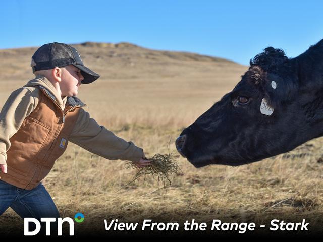 Wayne Stark gives a cow a handful of hay. Cows are fed hay in the fall and winter months on the Montana ranch. (DTN/Progressive Farmer photo by Kassidy Bremer)